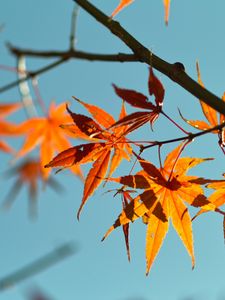 Preview wallpaper autumn, maple leaves, leaves, maple, sky