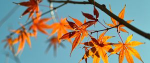 Preview wallpaper autumn, maple leaves, leaves, maple, sky