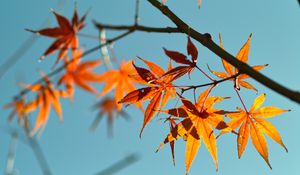 Preview wallpaper autumn, maple leaves, leaves, maple, sky