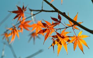 Preview wallpaper autumn, maple leaves, leaves, maple, sky