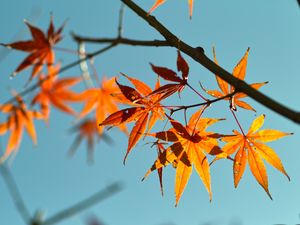 Preview wallpaper autumn, maple leaves, leaves, maple, sky