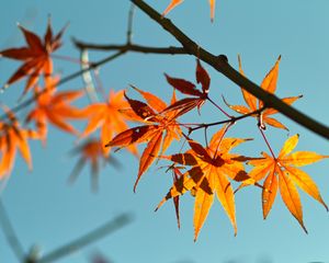 Preview wallpaper autumn, maple leaves, leaves, maple, sky