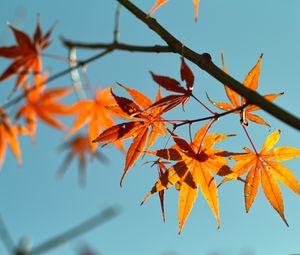 Preview wallpaper autumn, maple leaves, leaves, maple, sky