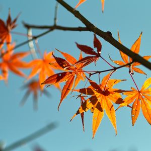 Preview wallpaper autumn, maple leaves, leaves, maple, sky