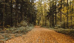 Preview wallpaper autumn, park, foliage, trees, fallen