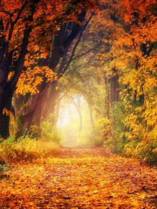 Preview wallpaper autumn, park, foliage, trees, path, light, golden