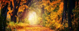 Preview wallpaper autumn, park, foliage, trees, path, light, golden
