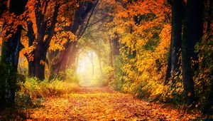 Preview wallpaper autumn, park, foliage, trees, path, light, golden