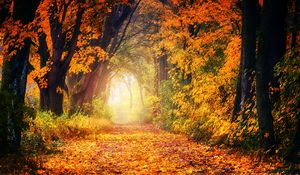 Preview wallpaper autumn, park, foliage, trees, path, light, golden