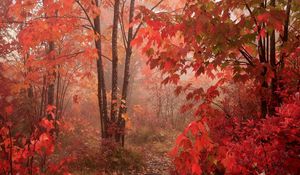 Preview wallpaper autumn, park, leaves