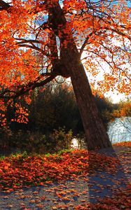 Preview wallpaper autumn, park, river, shop, landscape