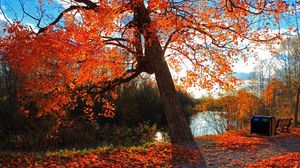 Mùa thu là thời điểm tuyệt vời để chiêm ngưỡng những cánh rừng đang chuyển màu vàng óng. Với ánh nắng vàng rực rỡ, bạn sẽ cảm nhận được sự nhẹ nhàng và yên tĩnh của mùa thu. Hãy xem hình ảnh và thưởng thức vẻ đẹp của mùa thu ngay hôm nay!