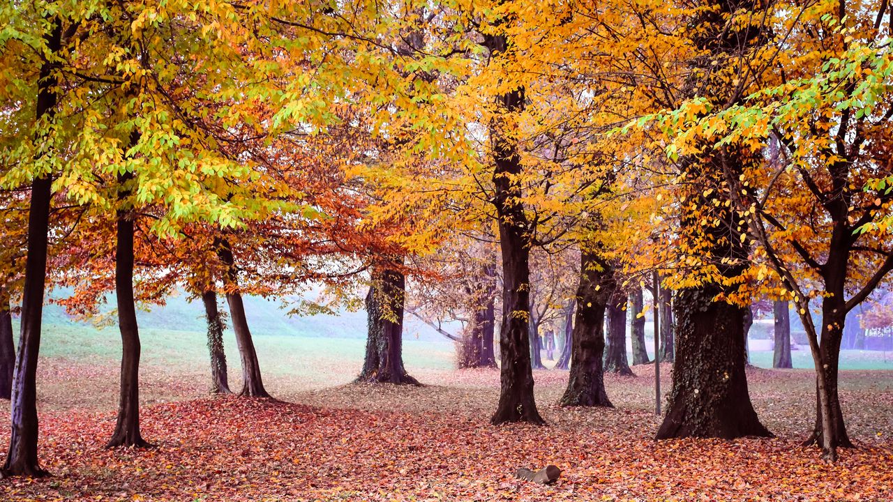 Wallpaper autumn, park, trees, foliage
