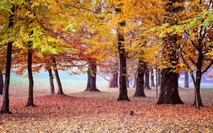 Preview wallpaper autumn, park, trees, foliage