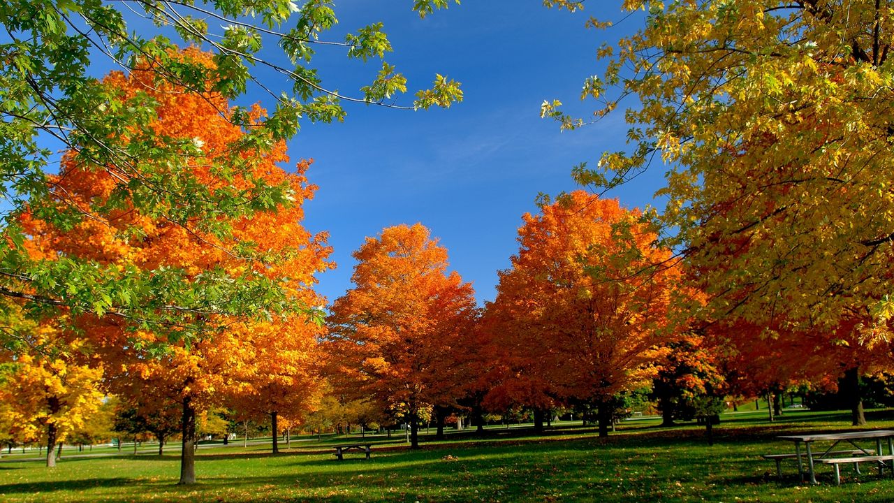 Wallpaper autumn, park, trees, leaves, bench, picnic