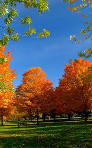 Preview wallpaper autumn, park, trees, leaves, bench, picnic