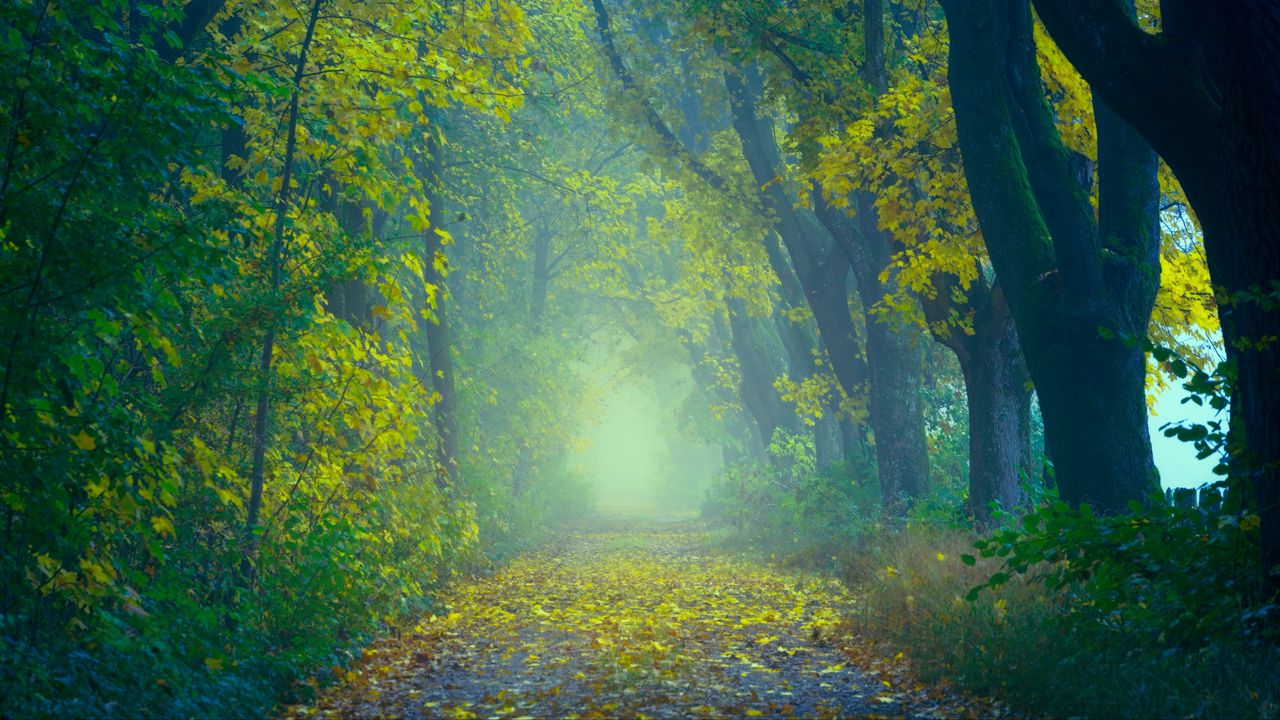 Wallpaper autumn, path, fog, foliage, blur, forest