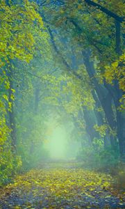 Preview wallpaper autumn, path, fog, foliage, blur, forest