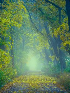 Preview wallpaper autumn, path, fog, foliage, blur, forest