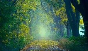 Preview wallpaper autumn, path, fog, foliage, blur, forest