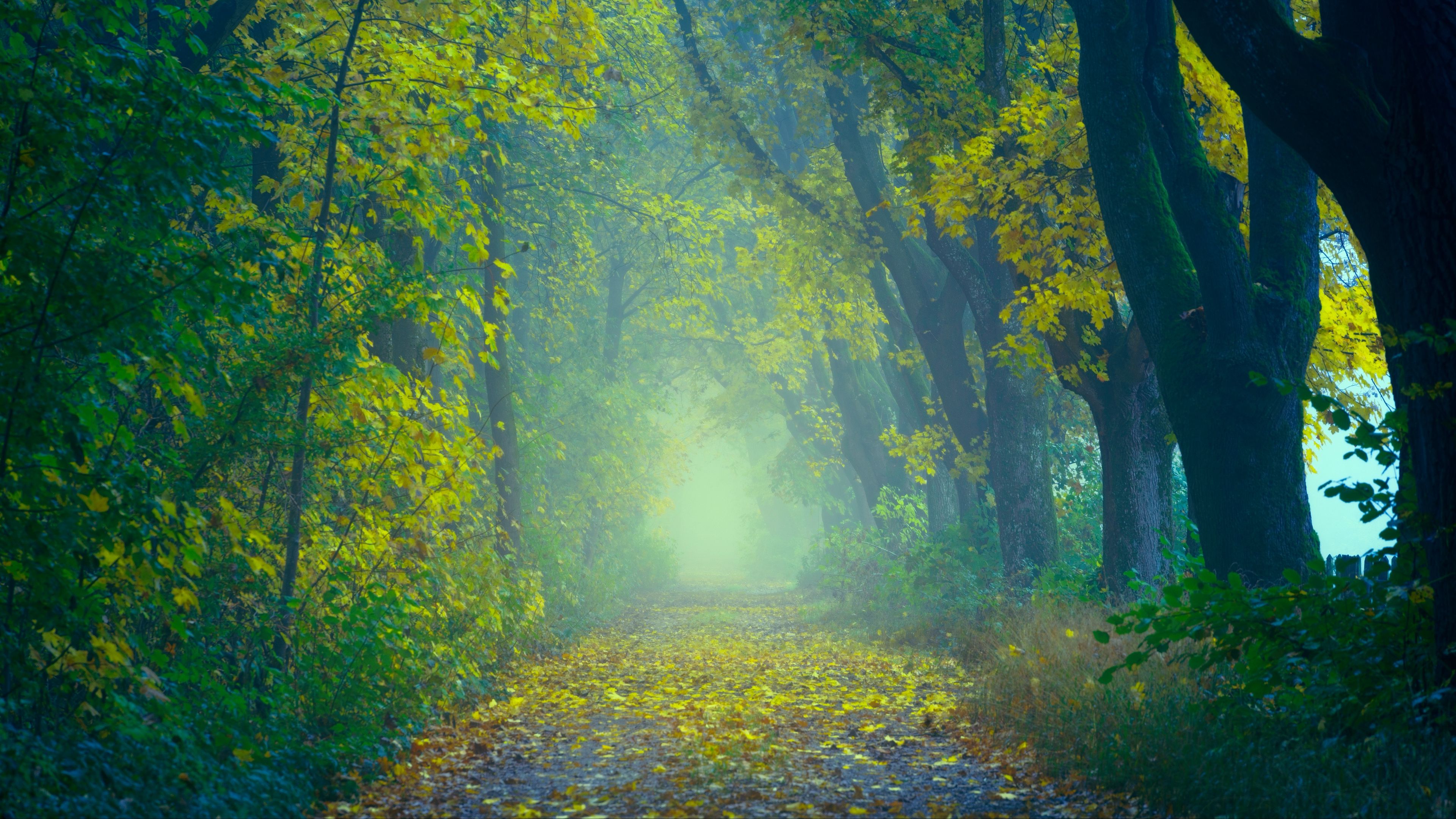 Download wallpaper 3840x2160 autumn, path, fog, foliage, blur, forest 4k uhd  16:9 hd background
