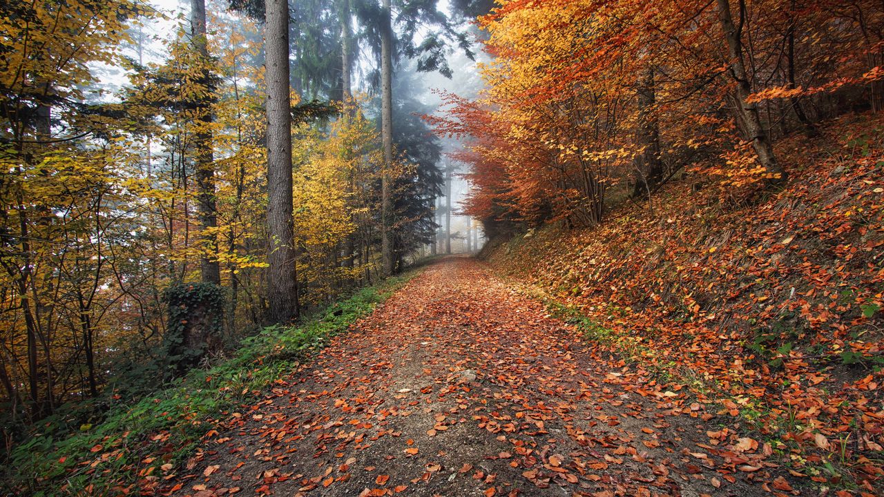 Wallpaper autumn, path, foliage