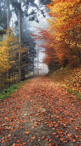 Preview wallpaper autumn, path, foliage