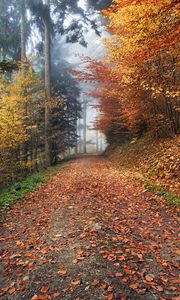 Preview wallpaper autumn, path, foliage