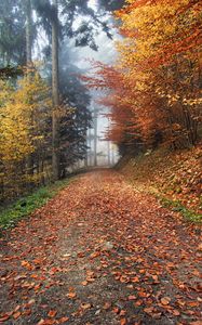 Preview wallpaper autumn, path, foliage