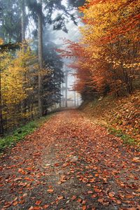 Preview wallpaper autumn, path, foliage