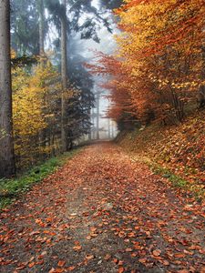 Preview wallpaper autumn, path, foliage
