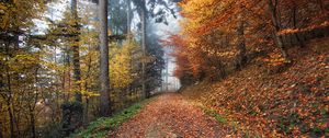 Preview wallpaper autumn, path, foliage