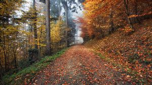 Preview wallpaper autumn, path, foliage
