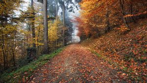 Preview wallpaper autumn, path, foliage