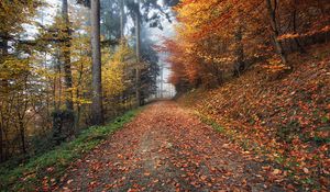 Preview wallpaper autumn, path, foliage