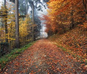 Preview wallpaper autumn, path, foliage