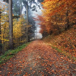 Preview wallpaper autumn, path, foliage