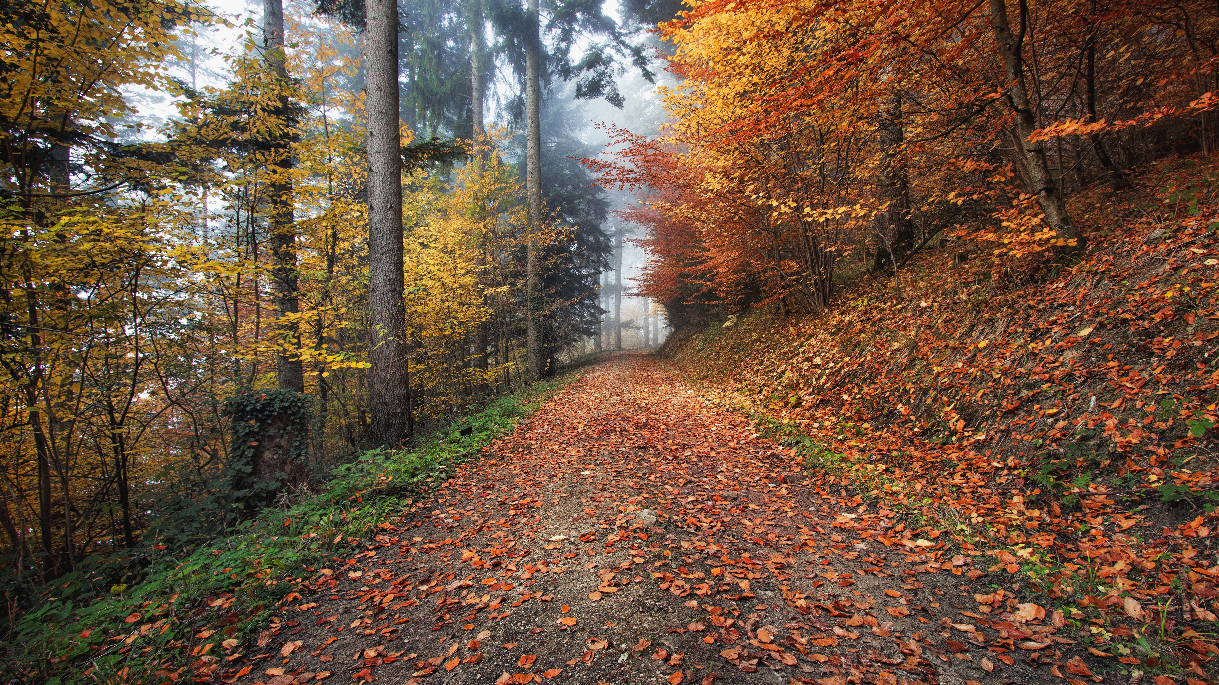 Autumn j. Осень. Осенние дорожки. Осень тропинка. Тропинка в лесу.