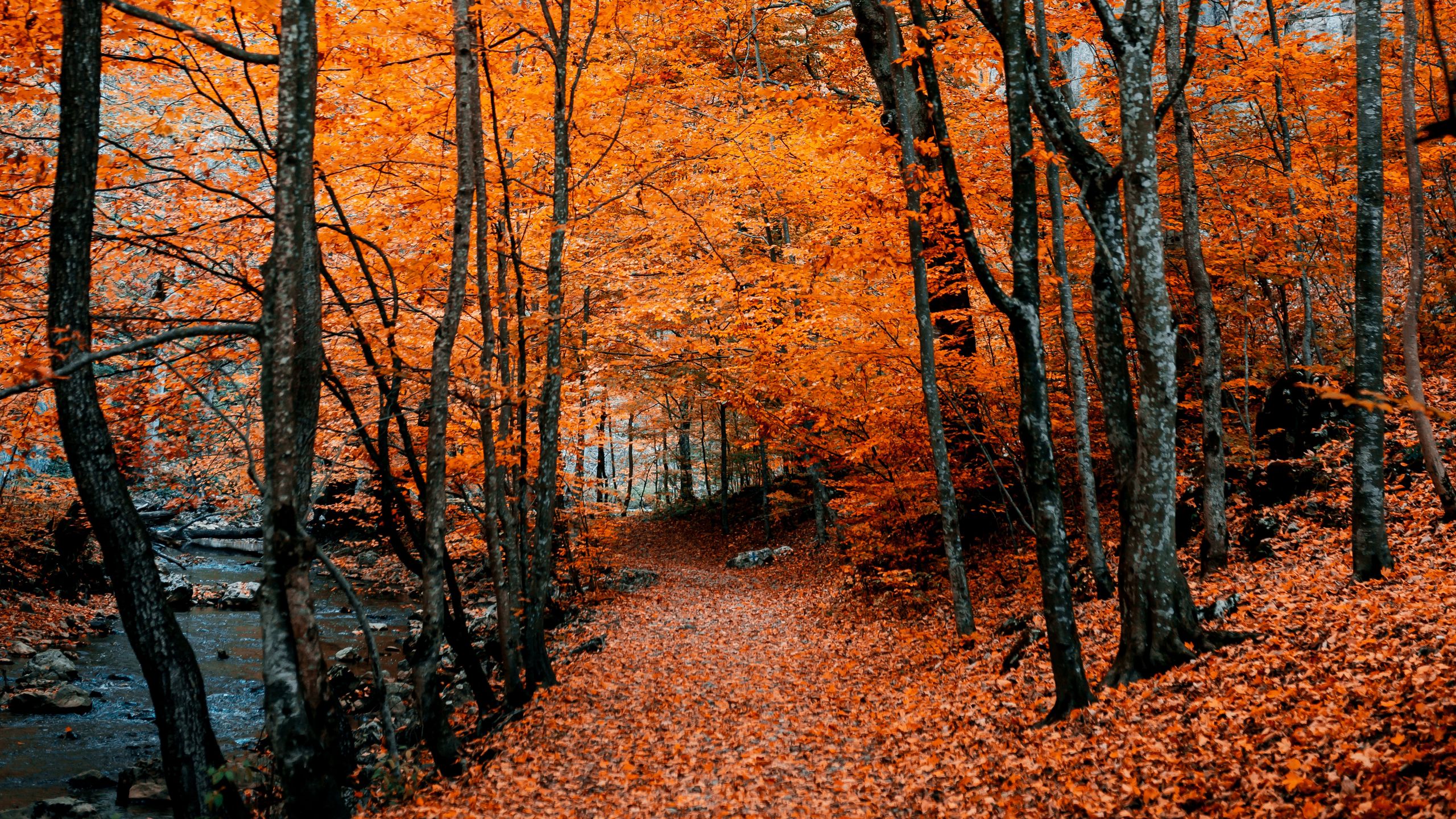 Download Wallpaper 2560x1440 Autumn Path Foliage Forest Trees