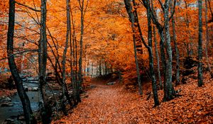 Preview wallpaper autumn, path, foliage, forest, trees, autumn colors