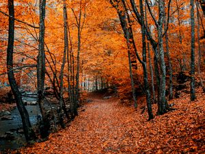 Preview wallpaper autumn, path, foliage, forest, trees, autumn colors