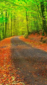 Preview wallpaper autumn, path, forest, trees