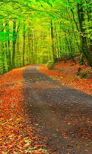 Preview wallpaper autumn, path, forest, trees