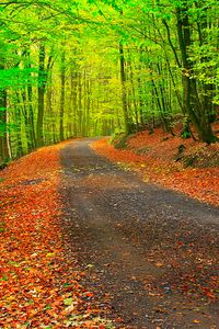 Preview wallpaper autumn, path, forest, trees