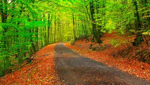 Preview wallpaper autumn, path, forest, trees