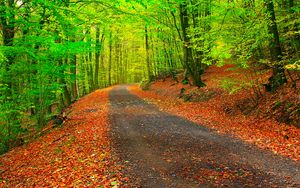 Preview wallpaper autumn, path, forest, trees