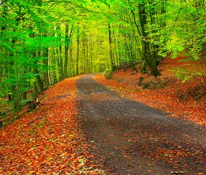Preview wallpaper autumn, path, forest, trees