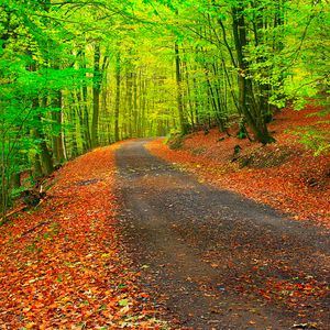 Preview wallpaper autumn, path, forest, trees