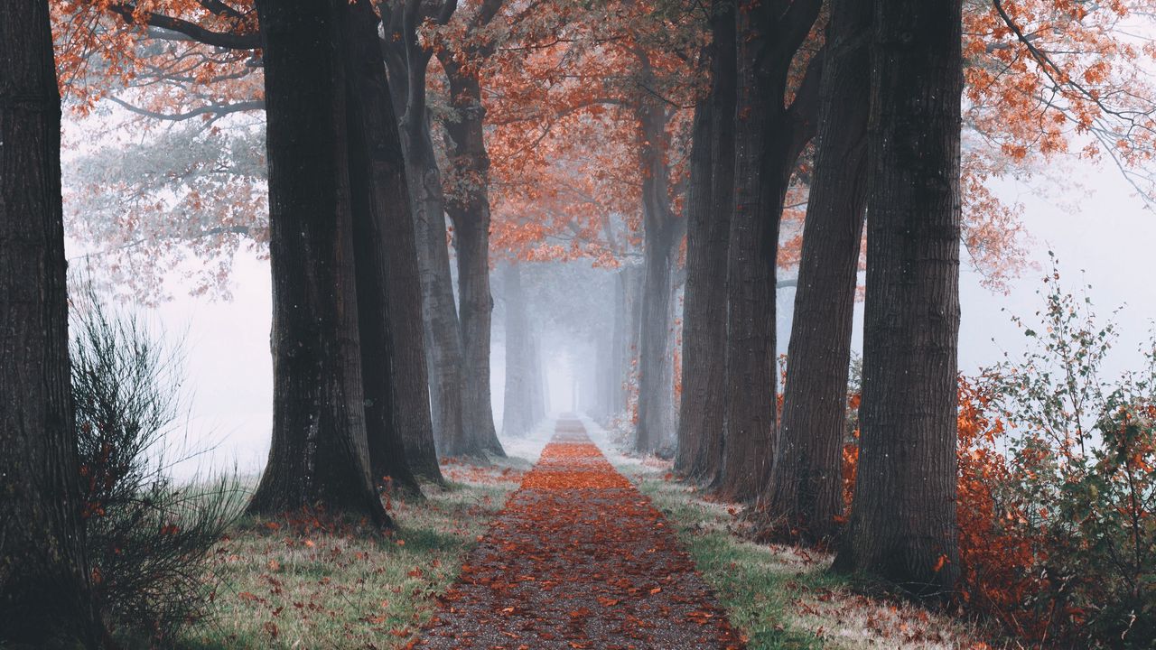 Wallpaper autumn, path, forest, trees, foliage