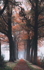 Preview wallpaper autumn, path, forest, trees, foliage